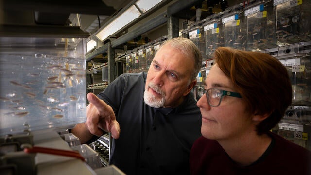 two researchers peer at zebrafish